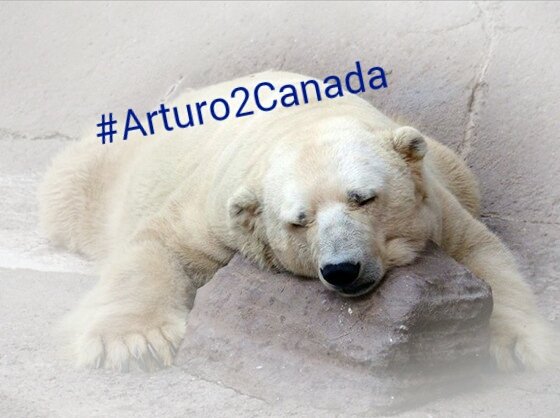 MaryanPM's tweet photo. @YESFUCKYOUTOO @proudvegan I wish we could do something #Arturo2Canada https://t.co/GrItqViM0G