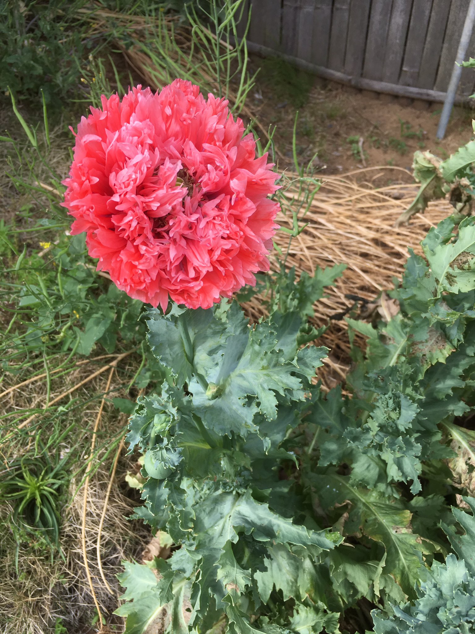 なば 近所の道端に生えてる花が臭いけど綺麗だなーって思って調べたんだけど これボタンゲシって大麻じゃなかろうか T Co Qssw7mw0tw Twitter