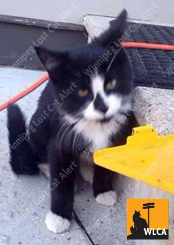 lost_cats's tweet photo. #Winnipeg #Manitoba

MISSING - APR 26

ANOLA, MB: Pleasant Rd and Dugald Rd

https://t.co/puN5fVtrGf https://t.co/2GcSovdzaN