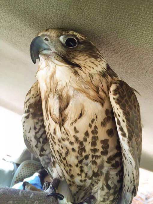 Twitterのコスプレ画像37