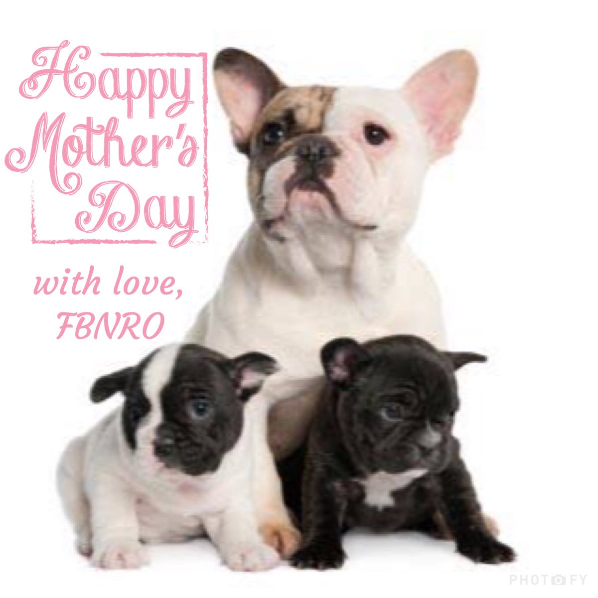 Frenchie_rescue's tweet photo. #happy #MothersDay to all you #Moms out there 🌷💕 @thefrenchieway #FrenchBulldogNetworkRescueOrganisationSA #dogmom https://t.co/p3baRAWzmH
