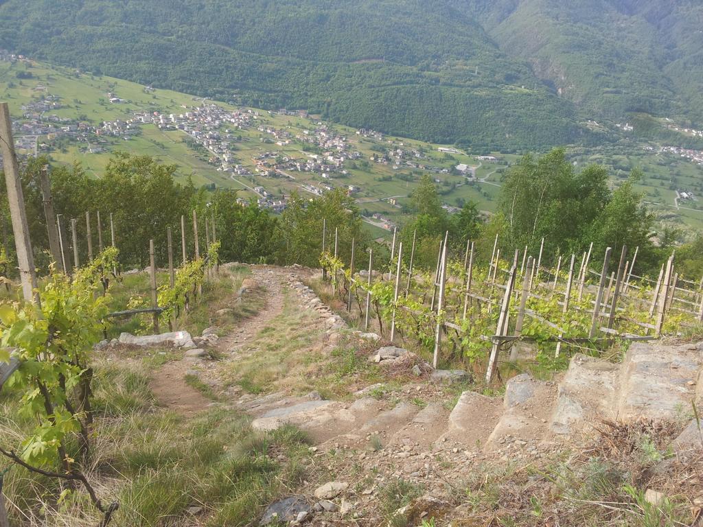 A_Mottarella's tweet photo. oggi sono qui... #valtellina #sondrio #triangia #running #sassellarun #run #sassella #ptskyrunning https://t.co/2a3zfNvkPJ