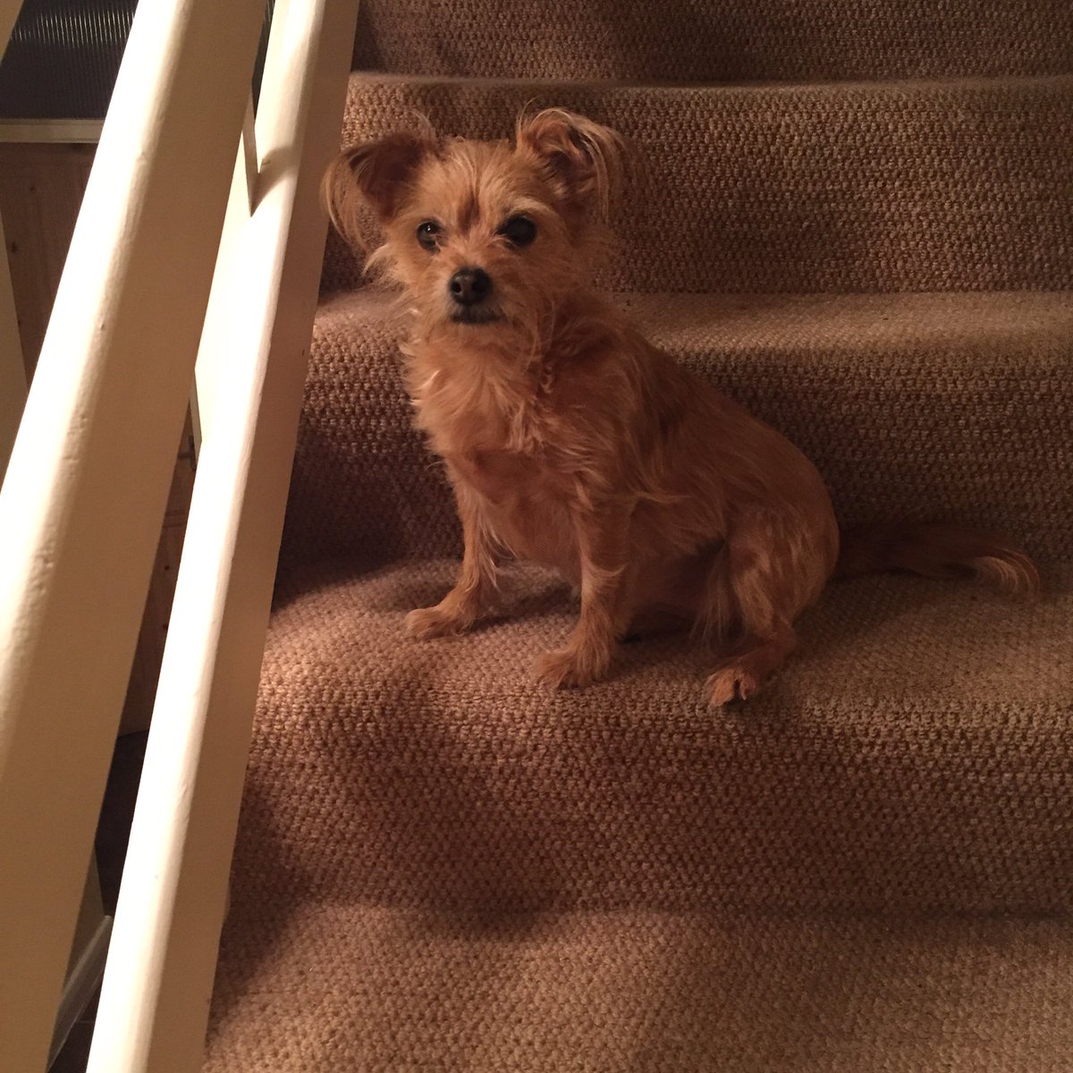Tilly_the_dog's tweet photo. https://t.co/aSKNaQCc0e