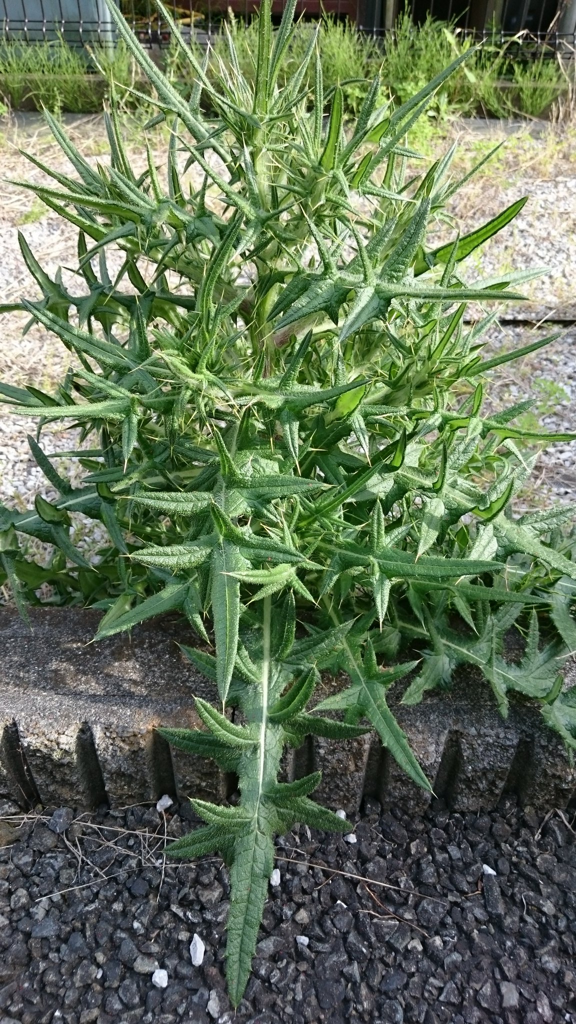 阿部徹a K A Santa 雑草詳しい人 いないかなぁ この草超不気味なんだけど 何者 ものすごいトゲもあるし 葉っぱが 全て尖ってる １枚の葉っぱから何枚も分離してる構造 D T Co 8rckqnqjtd Twitter