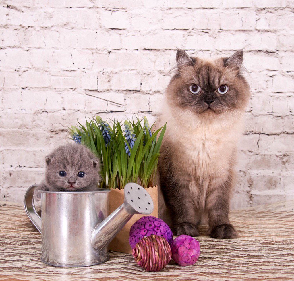 Anneler Gününüz Kutlu Olsun! Happy Mother's Day !❤️ #annelergunu #MothersDay