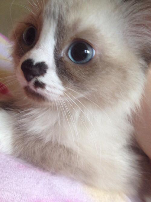 AdorableHub's tweet photo. Omg this kitten has a  on its nose https://t.co/7HiDsvN6LC
