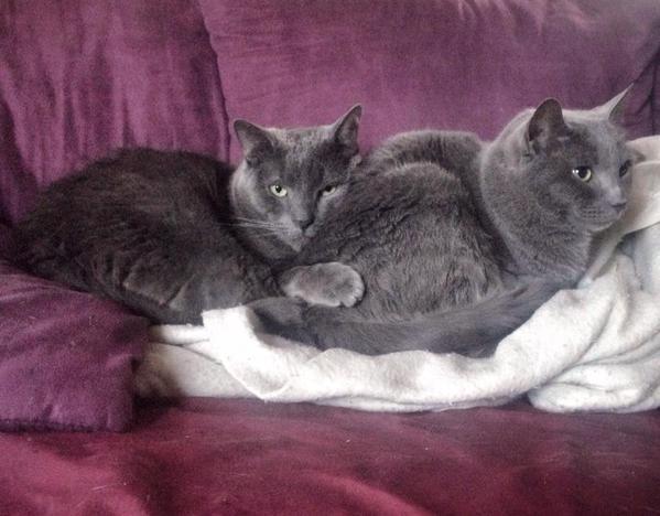 TrendyCreatures's tweet image. "Friends let friends use them as pillows." --- Amelia