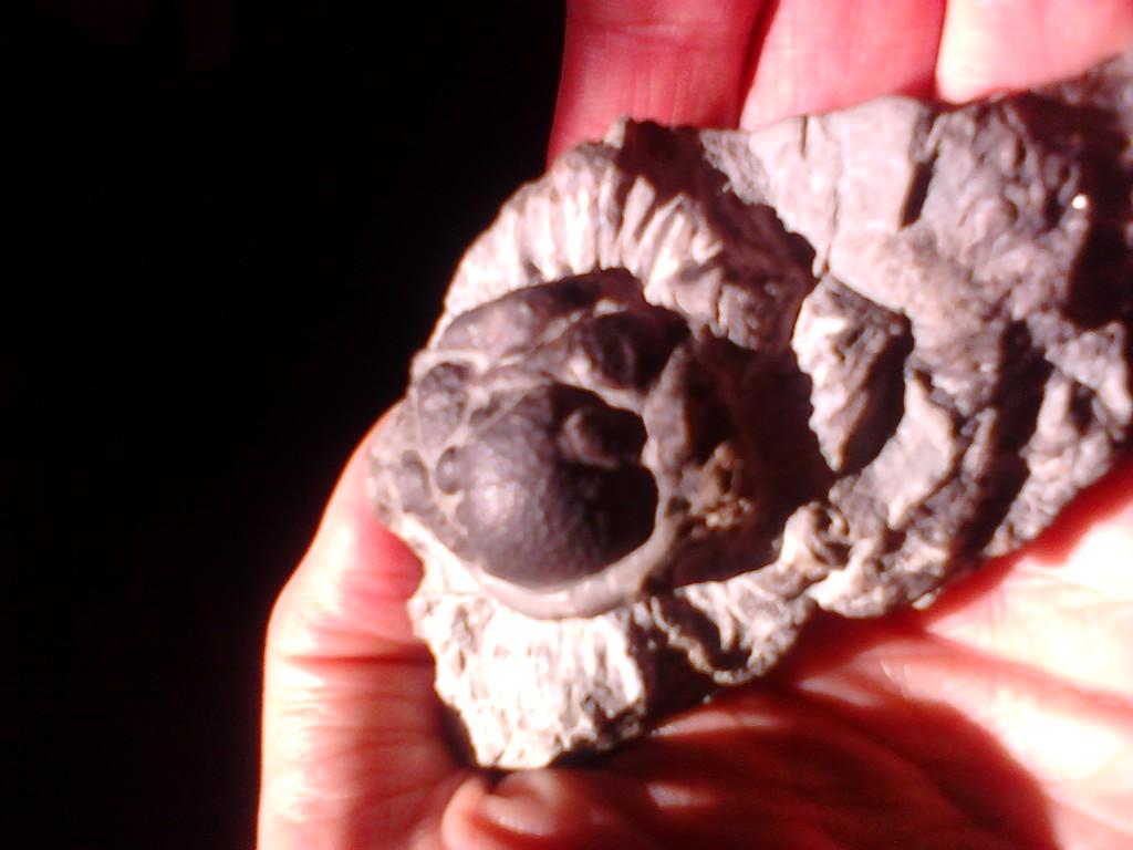 efossil tweet picture