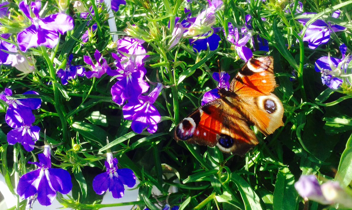 Hyvää äitienpäivää! Glad morsdag!