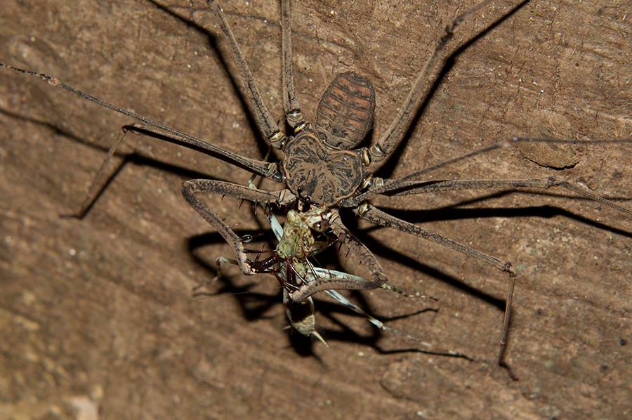 ThinkJungle's tweet photo. Whip Spider at the Tahuayo Lodge by Alfredo Dosantos • #Adventure #Rainforest • Book Lodge https://t.co/kSUjUK2bUH https://t.co/KZopEmviXb
