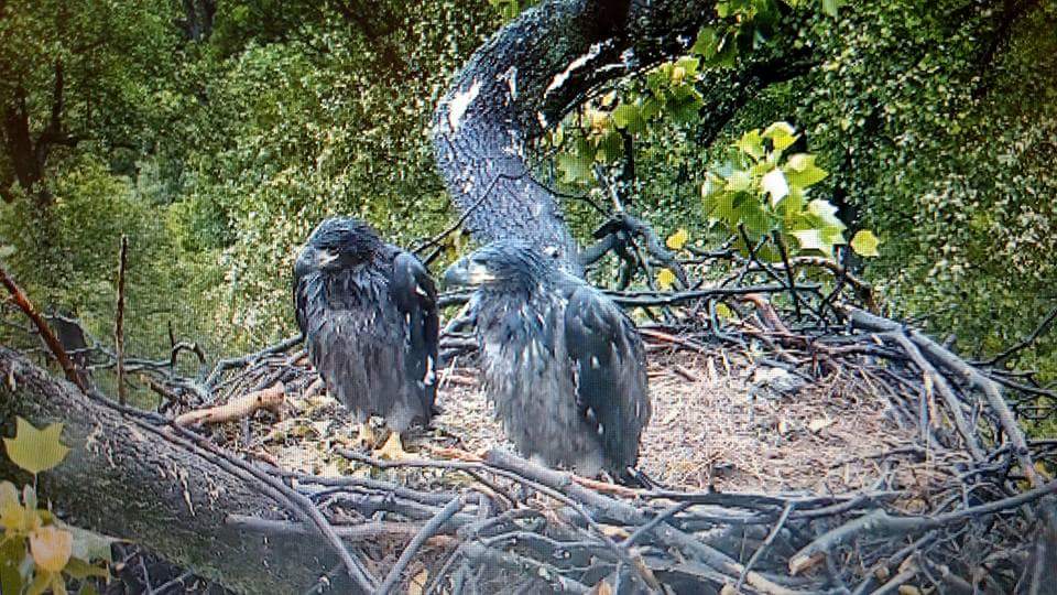 57MCM's tweet photo. I hope #Freedom &amp; #Liberty get #FirstLady a nice #MothersDay presente #dceaglets #dceaglecam #theygrowupsofast https://t.co/mHHMSWzY2O