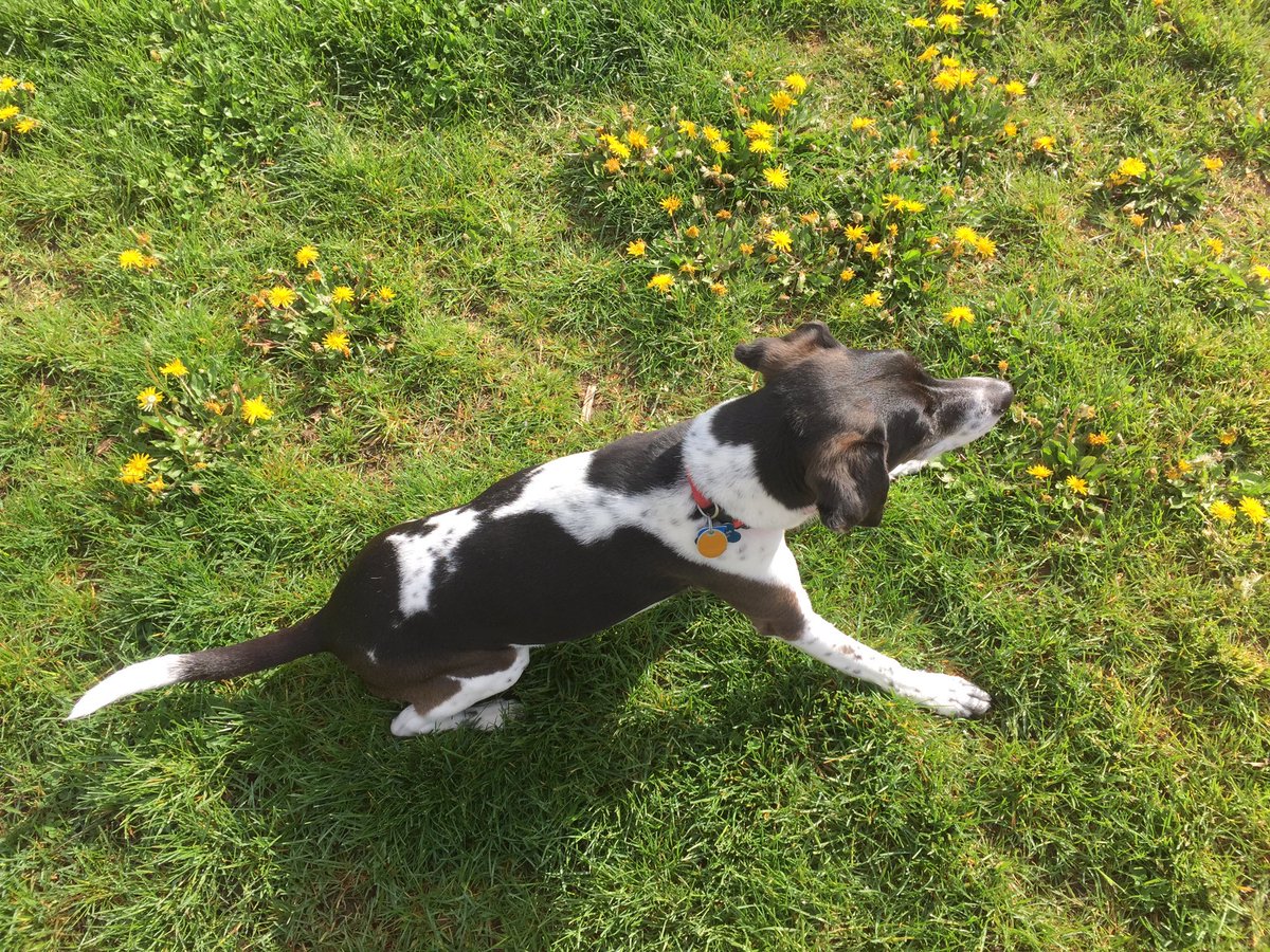 ThatDogOlive's tweet photo. It's a glorious day! https://t.co/mV0ilJwEYN