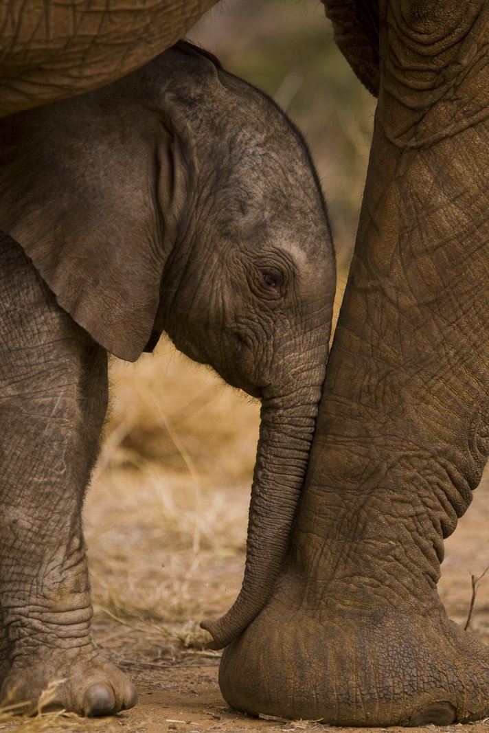 ste_kenya's tweet photo. HAPPY #MOTHERSDAY!! To you amazing matriarchs @Doutzen @Saba_DH @Lupita_Nyongo  @FirstLadyKenya  4 #SavingElephants https://t.co/GVbUQKX7gz