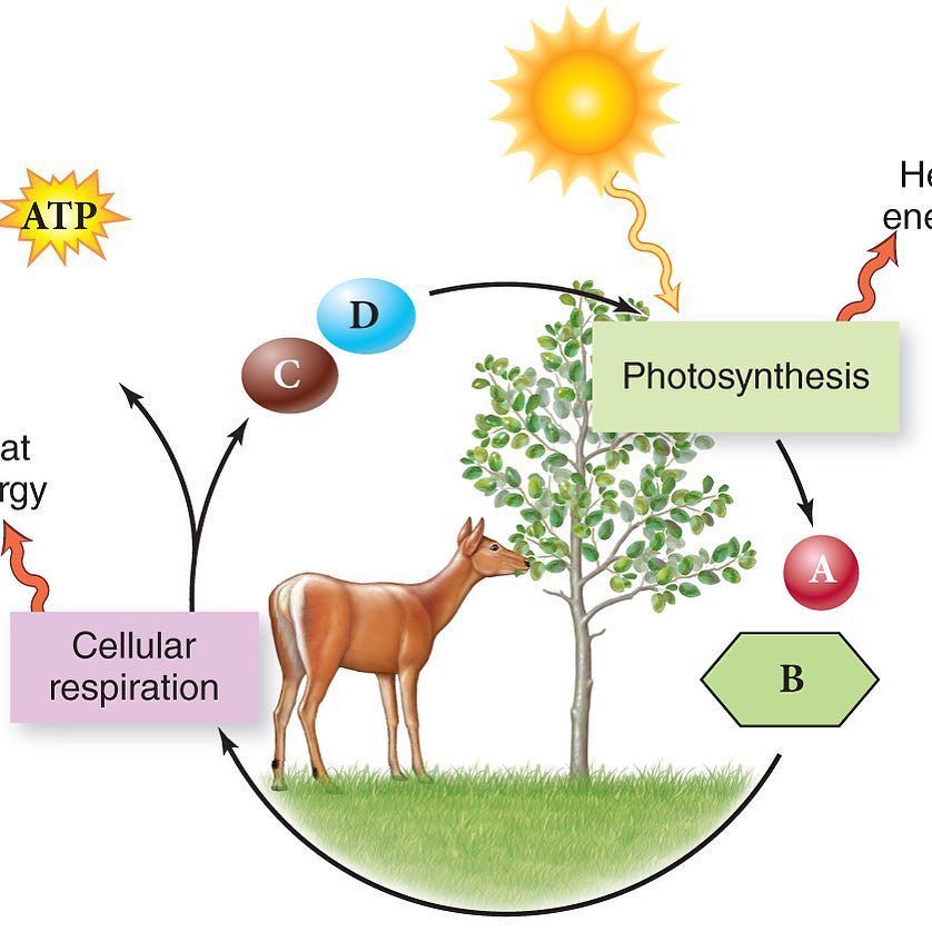 JaredLovering's tweet photo. Time for EOC posts. Refresh your brain! Tag a tenth grader. #biology #pcascience https://t.co/YbYnMeWMeu