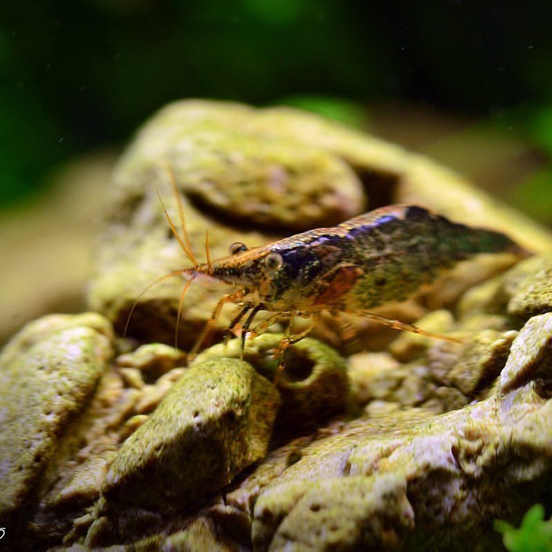 #akvaristan #aquarium #akvaryum #aquarien Atyaephyra desmaresti , crevette d'eau douce . #hobby #nature #casablanca…