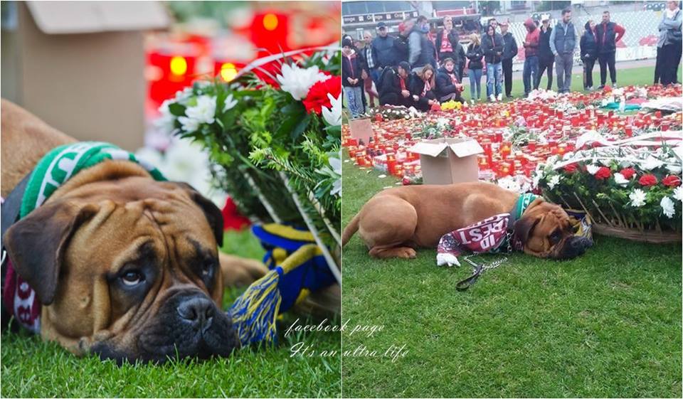 souosulas's tweet photo. Reação do cão depois da morte do jogador Patrick Ekeng, foda-se..................... https://t.co/qzMNmZj2Pw