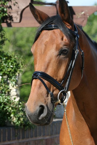 ElevatorBridles's tweet photo. https://t.co/3awLrzivmy Check out our web-site for Beautiful Bridles, Make your own Bridle up or buy parts. https://t.co/MVWcBvA0Qj