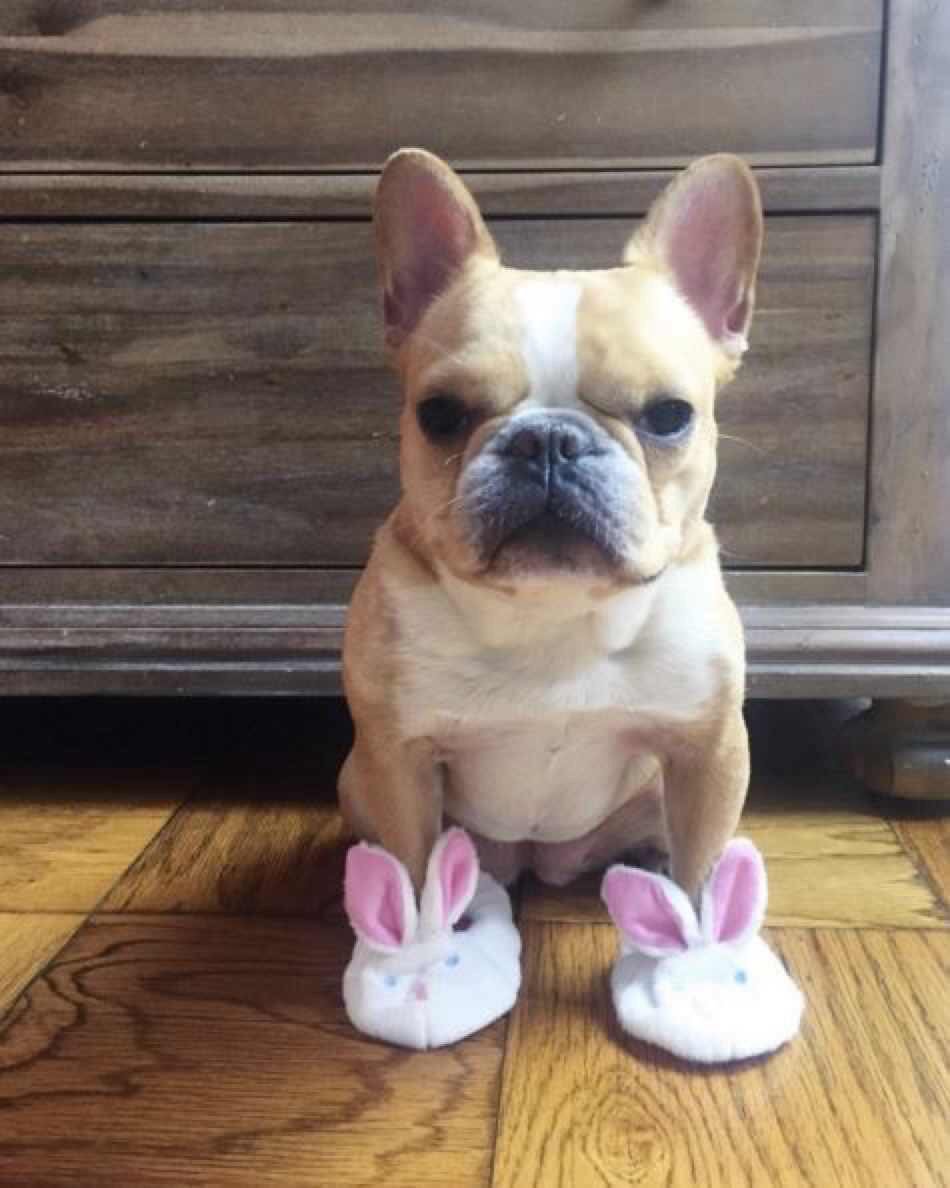 CuteAniimaIs's tweet photo. Funny but cute 😂 https://t.co/A4bwaD7pNu