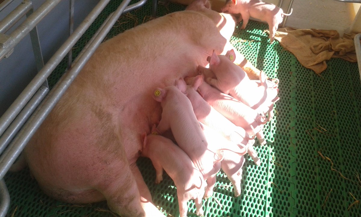 dekennismaker's tweet photo. Ook de zeug op @AnimalEvent heeft een #rozemoederdag! https://t.co/aIotiksQid