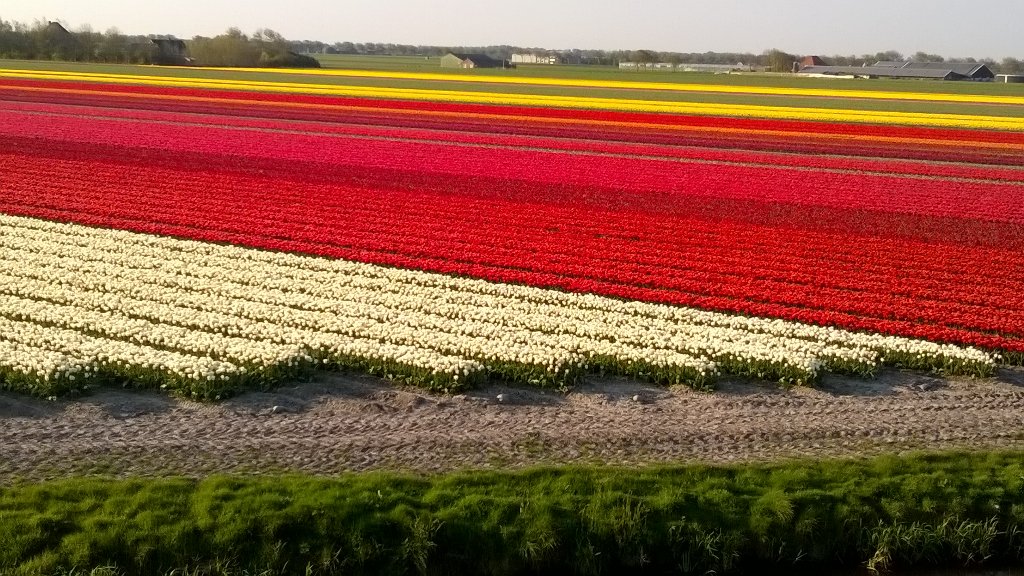 Net op tijd terug uit Cuba om nog te genieten van vele bloeiende tulpenvelden bij fietsrondje Westfriese Omringdijk