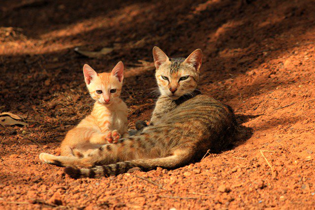 kitten and cat mom - Happy Mothers DAY!