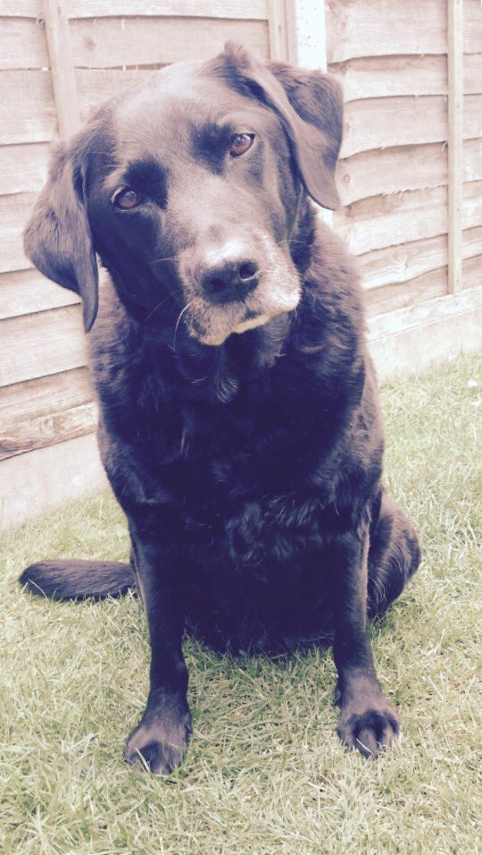 StaceyEllis2's tweet photo. Won't ever be greeted by a waggling tail n snuggle anymore... Feeling lost 🙁💔 rip Lulu , love you x #DoggyHeaven https://t.co/R1OlxWN6P0