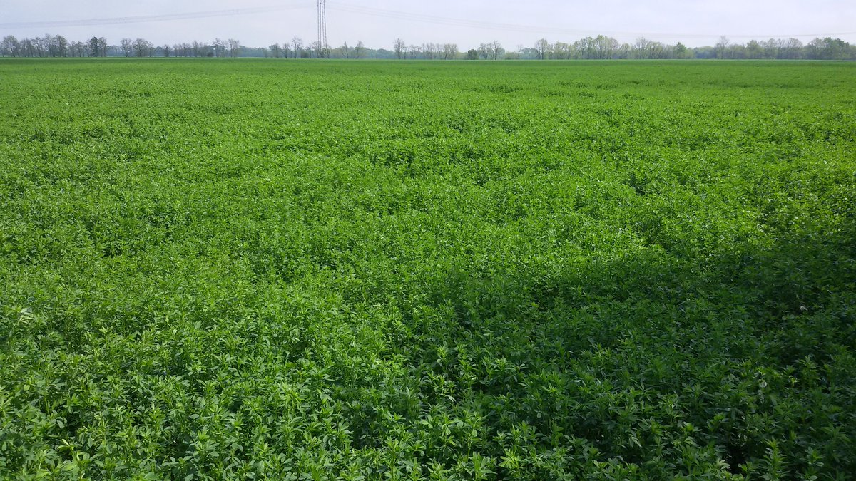 seeds_alfaalfa (@seeds_alfalfa) on Twitter photo 