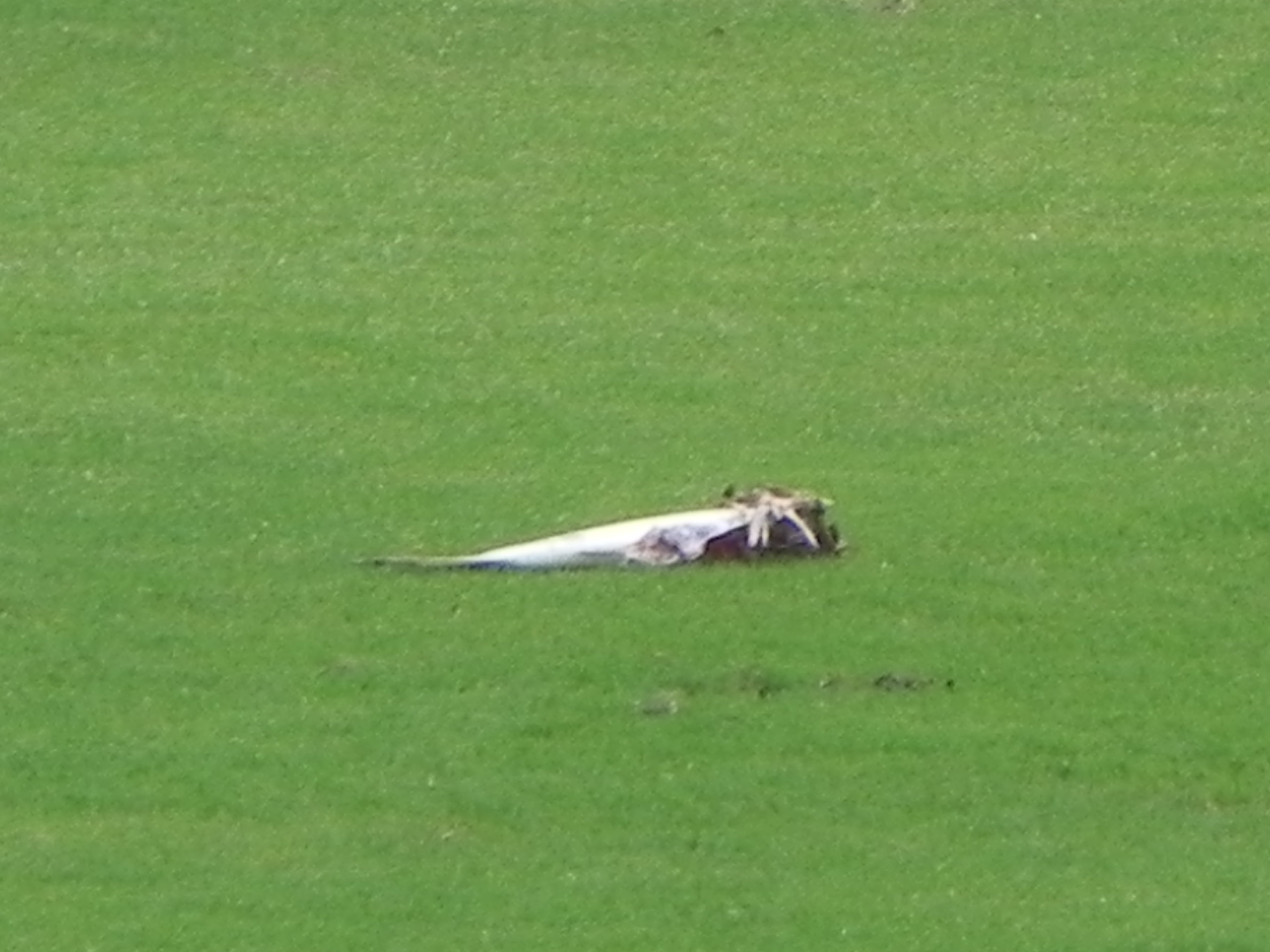 たてじま 今日甲子園で魚の死骸落下事件があったみたいだけど 昔鳴尾でも練習後外野に結構大きな魚が落ちていたよ 多分３０センチくらいあった いつか試合中に落ちてくるかもと思ってたけどまさか甲子園にｗｗｗ T Co C12purkhdb Twitter