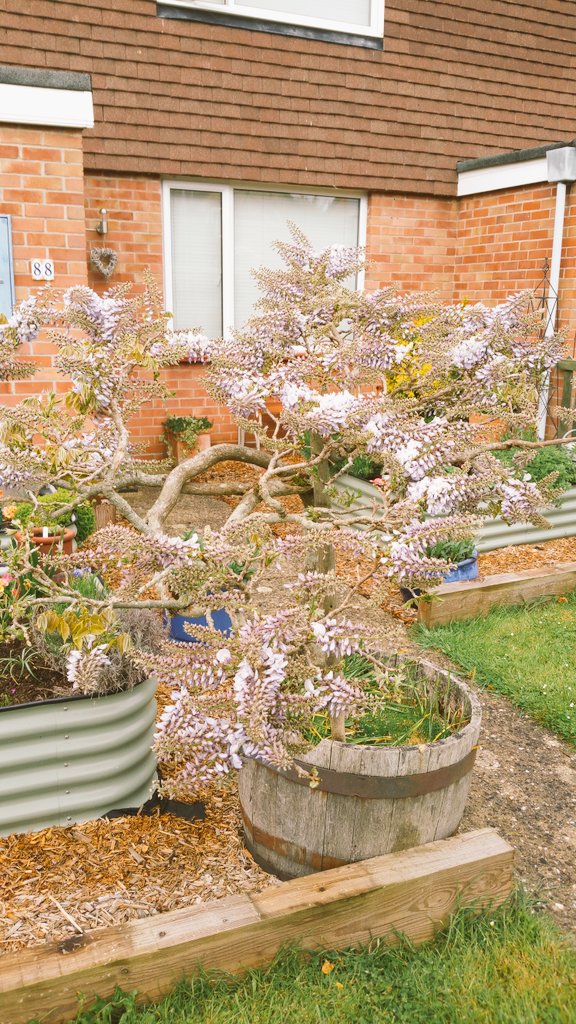 marlowgarden's tweet photo. Our wisteria finally coming out! https://t.co/uWVV0nTx49