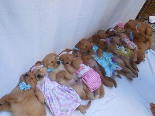 TrendyCreatures's tweet image. GUYS OMG