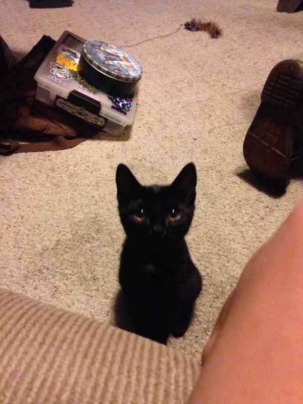 Kitty quit giving me puppy dog eyes