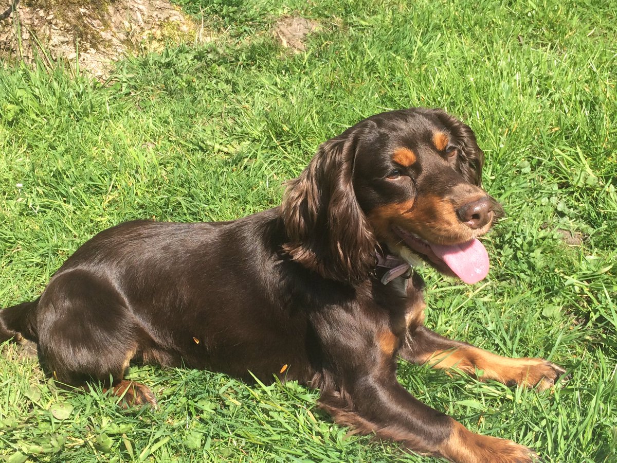Polishedtoperf4's tweet photo. #cockerspaniel #sunnydays #icecream #outdoors https://t.co/C6YjPbqxOv