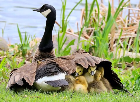 247razz's tweet photo. Mama's gonna to keep you right here under her wing. She won't let you fly but she might let you sing. #MothersDay https://t.co/yYua0Zexty