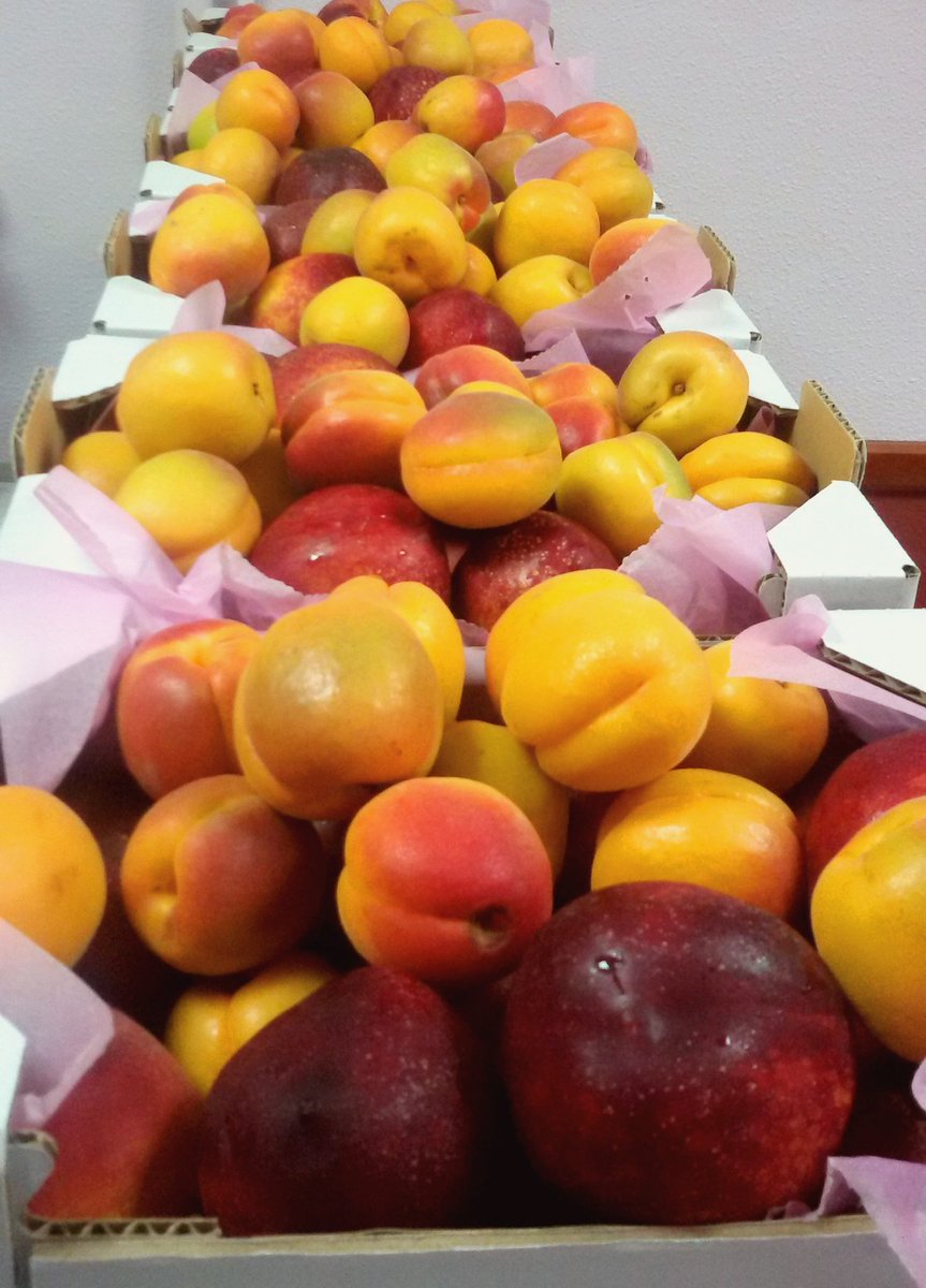 FruitsSocial's tweet photo. Combinado de Albaricoque y Nectarina de temporada. #ValleDeRicote #Murcia https://t.co/UD5ljC2e72