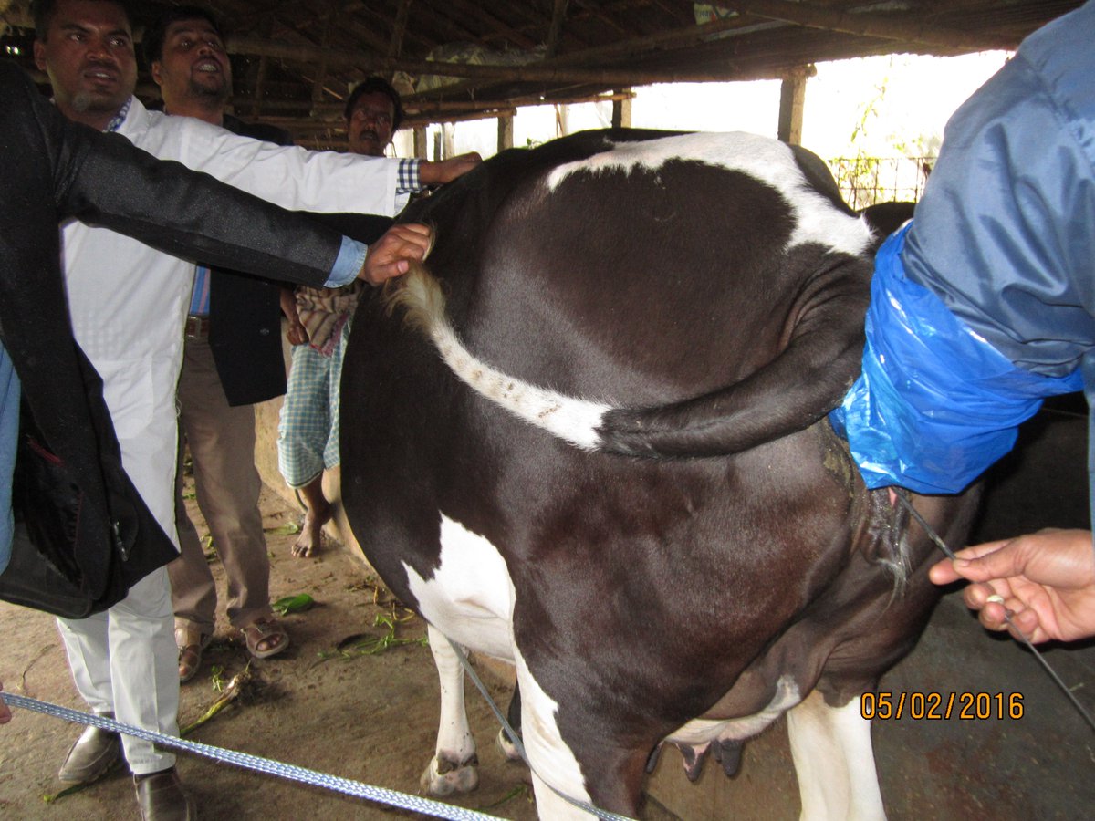 Artificial Insemination of a dairy cow in our hospital