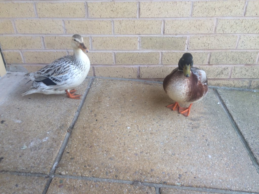 PenEMTC2016's tweet image. Our feathered friends are desperate to get in to the conference again! #PHCP16