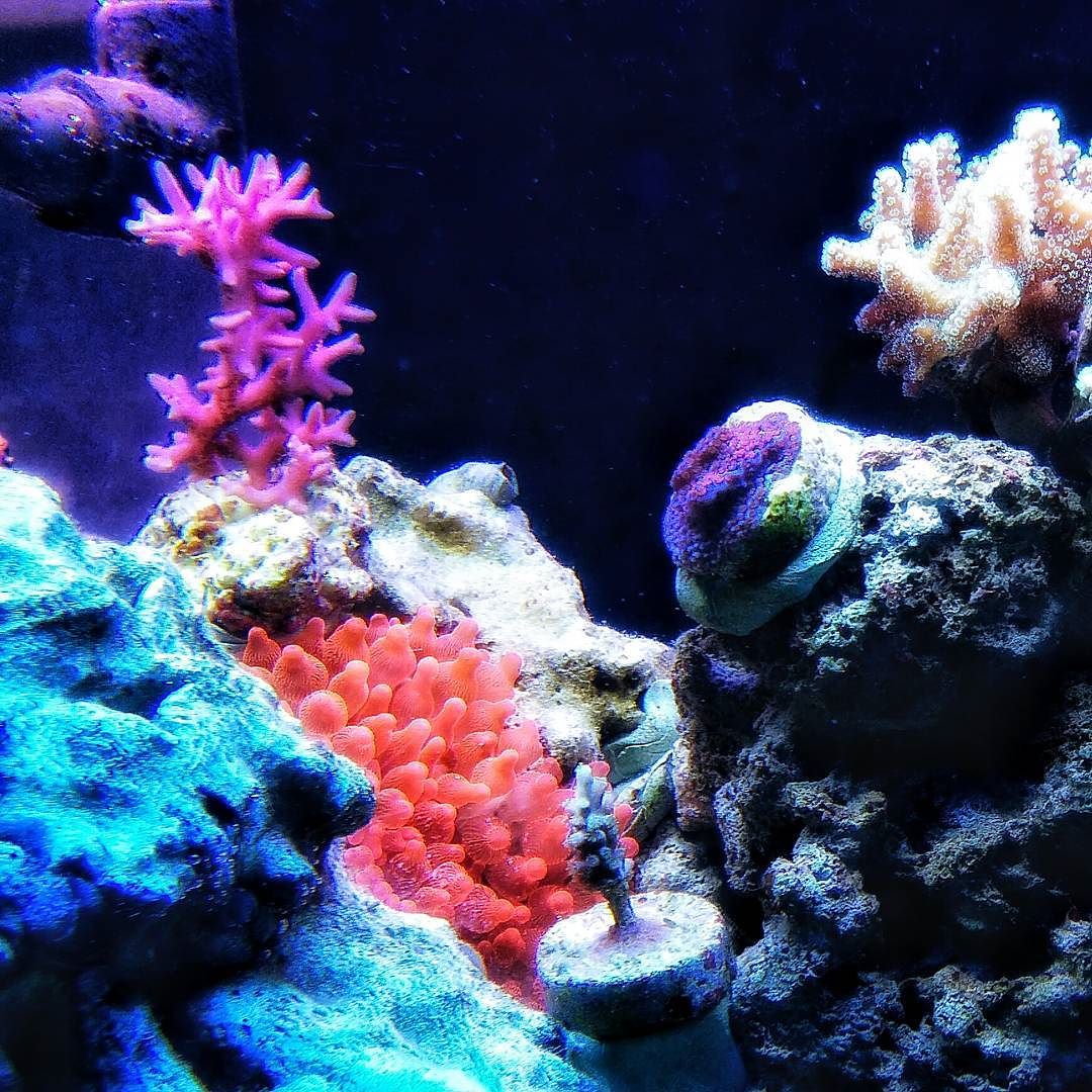 Pysgod_'s tweet photo. Foto de @reefscape en Instagram - #reefscape #aquarium #aquascaping #aquascape #fish #reefing101 #reeferaddict #ree… https://t.co/ATH8RIQyGT