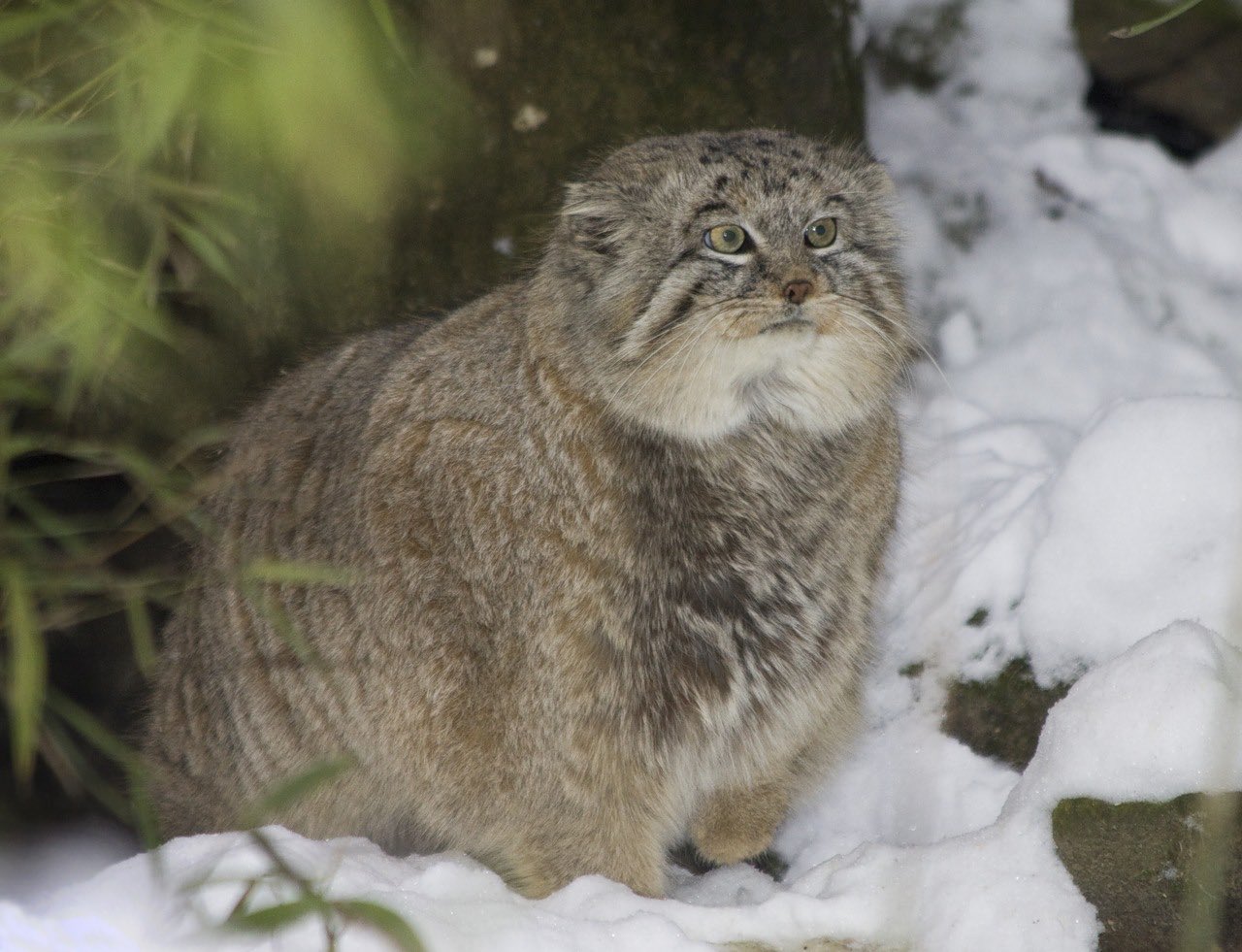Alice ロシアのマヌルネコはすぐ飼い慣らされた動物になりそうです マヌルネコを飼ってましょうね O 猫部 ロシア T Co 01eoz9teu5 Twitter