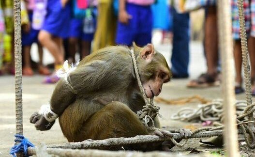 Herbiⓥore (@herbivore_club) on Twitter photo "A sharp distinction between humans and 'animals' is essential if we are to bend them to our will, make them work for us, wear them, eat them — without any disquieting tinges of guilt or regret." - Carl Sagan
📷 <a href="/_AnimalAdvocate/">ANIMAL ADVOCATE  Ⓥ</a> "A sharp distinction between humans and 'animals' is essential if we are to bend them to our will, make them work for us, wear them, eat them — without any disquieting tinges of guilt or regret." - Carl Sagan
📷 <a href="/_AnimalAdvocate/">ANIMAL ADVOCATE  Ⓥ</a>