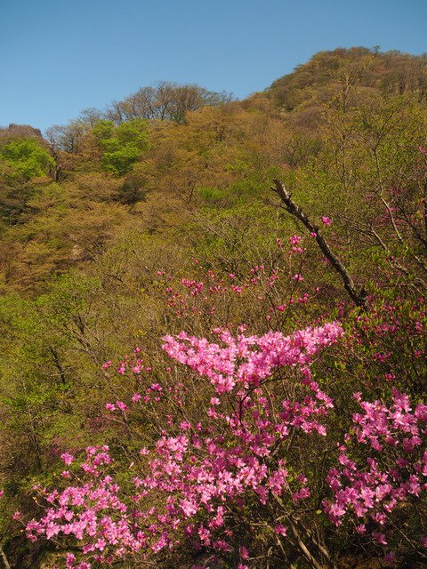 Visitakagi 赤城山 圧巻のミツバツツジ つつじが峰 小峰通り アカヤシオの横引き尾根 山行記録 ヤマレコ T Co Hvxzistjyc T Co Vkftprbb3v Twitter Visitakagi 赤城山 圧巻のミツバツツジ つつじが峰 小峰通り アカヤシオの横引き尾根 山行記録 ヤマレコ T Co Hvxzistjyc T Co Vkftprbb3v Twitter