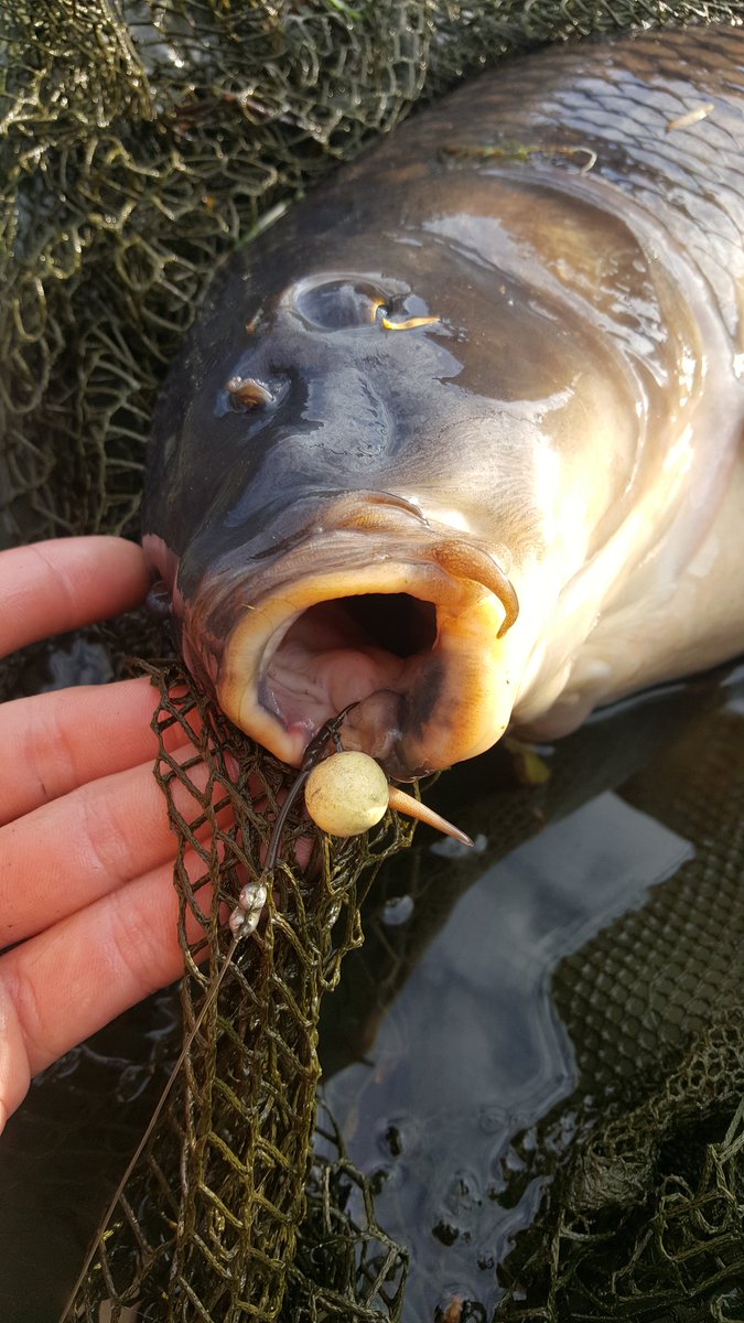 ReeceCarpHunter's tweet photo. 2 of the 3 this morning all taken on the nutrix pop ups my confidence on this bait grows with every session #navitas https://t.co/LGqowjOpE0