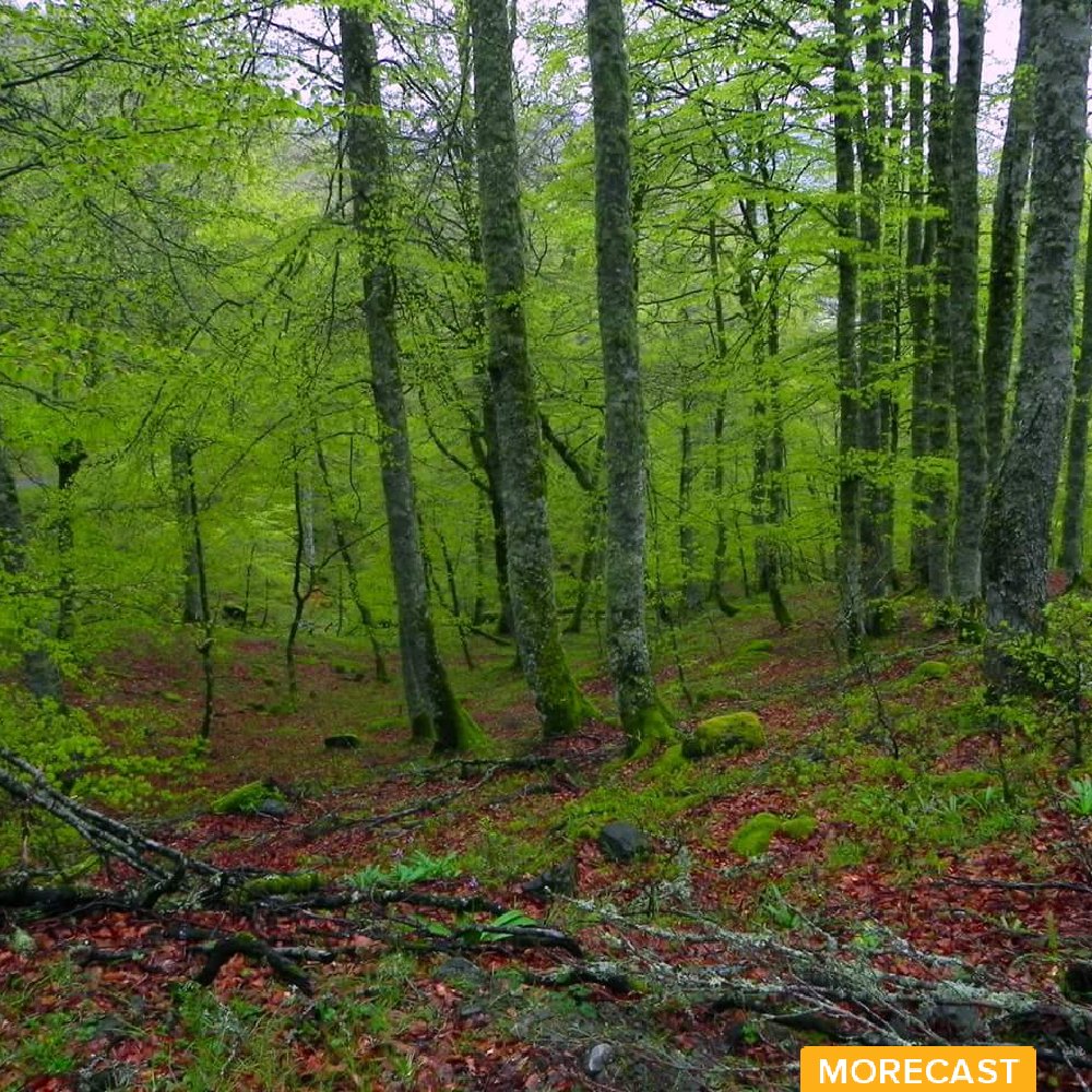 primavera en Bosque Peloño -Ponga - Asturias - Visit: eu.morecast.com/share/572f20fa…
