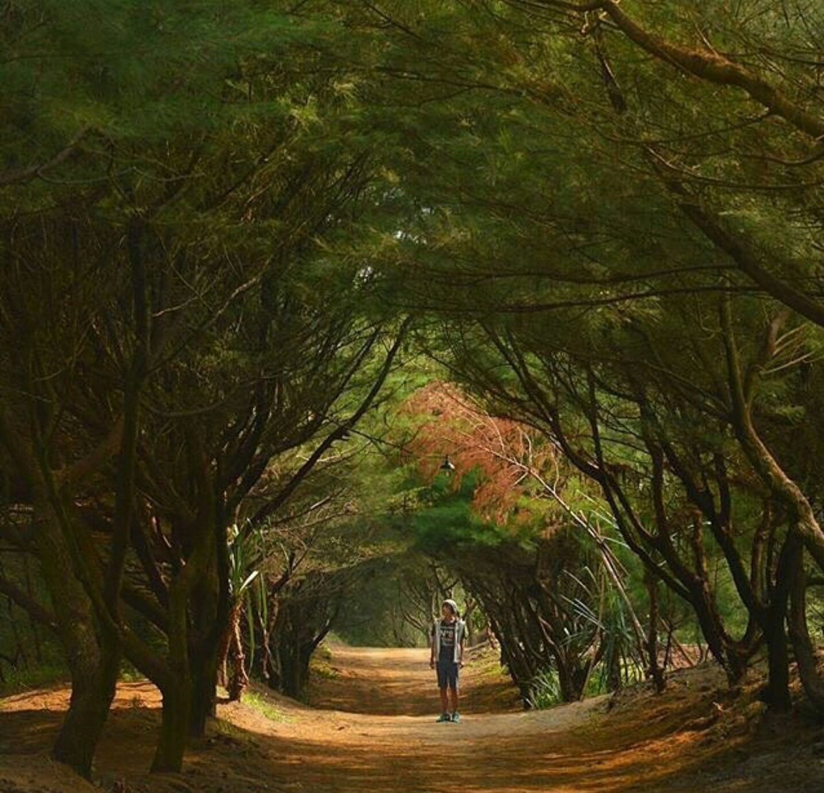 Jogja Yogyakarta Sur Twitter Serasa Musim Semi Di Luar