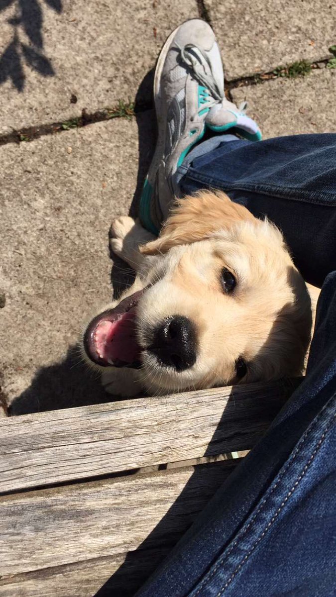 LouisBowler_'s tweet photo. Happy dog https://t.co/CfujgP5ork