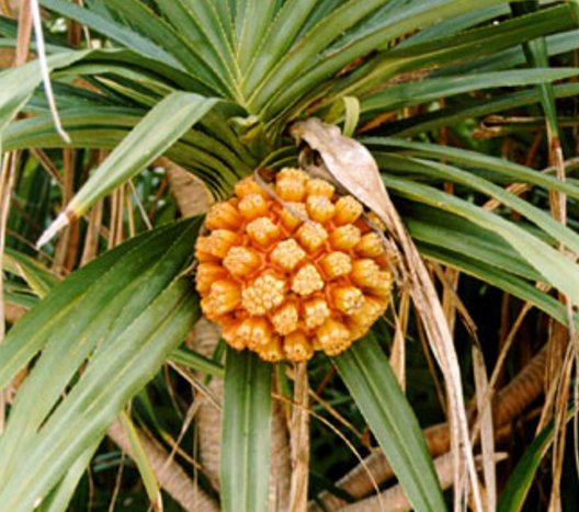 ChamporChampor's tweet image. Here's some #health benefits of the fragrant #screwpine... often used in #Malaysian cooking! goo.gl/YwhROF