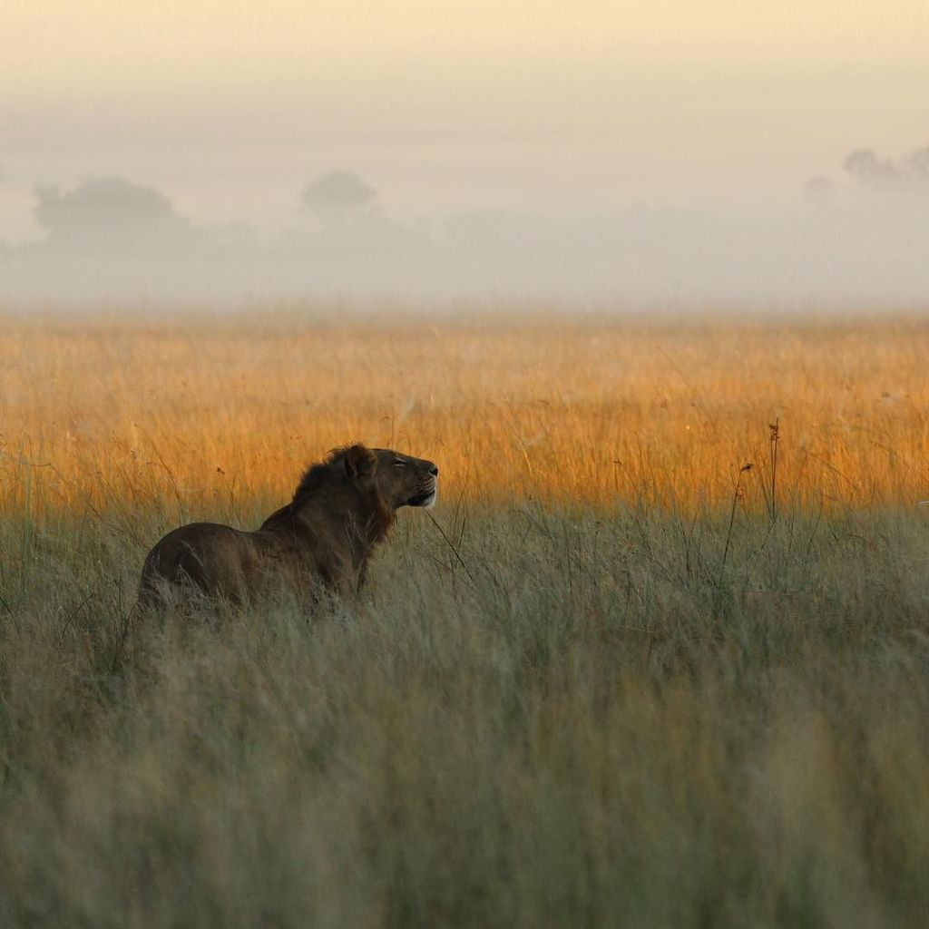 reidbader's tweet photo. Another early morning in the Delta. Just can't convey what an amazing morning this was wat… https://t.co/d4r65GGJbM https://t.co/SvUNu6wAKU