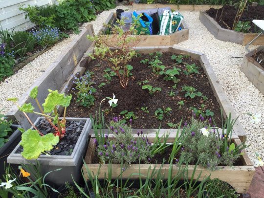 lizbythesea's tweet photo. #coffeecompost all around our blueberries & strawberries @gardenersworld1 @The_RHS @NigelSlater https://t.co/Siivo0evSr