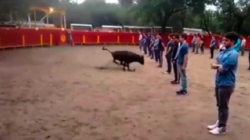latercera's tweet photo. Video | Experimento: un toro no ataca si no es provocado https://t.co/s3FhVQdzfp https://t.co/WEZ76kXZnP
