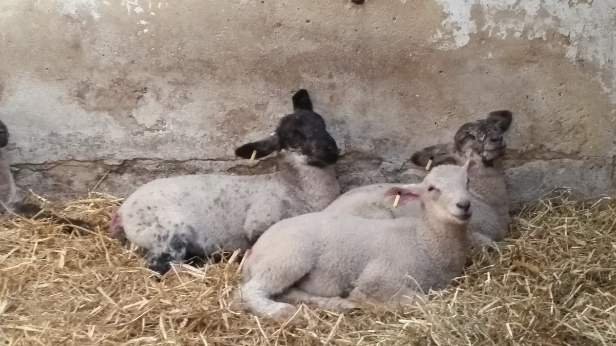 LindsayDodwell's tweet photo. Some of my new flock are settling in well! #teamsheep 🐑 https://t.co/D8tj6MNpCj