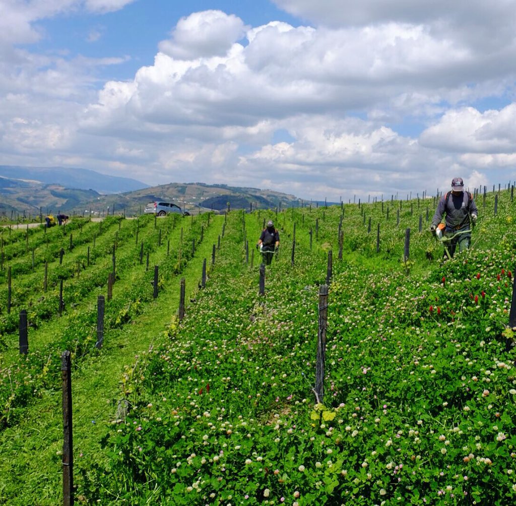 Quinta do Vallado tweet media
